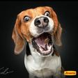 Danny_the_beagle