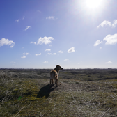 kimi.the.labradormini