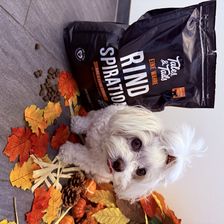 mia_bolonkaprinzessin